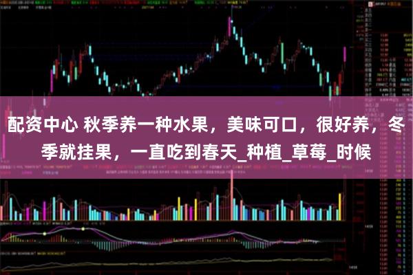 配资中心 秋季养一种水果，美味可口，很好养，冬季就挂果，一直吃到春天_种植_草莓_时候